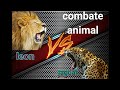 Leon vs Jaguar  combate animal