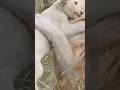 Beautiful Bond between lion dad and cub#lion #shorts