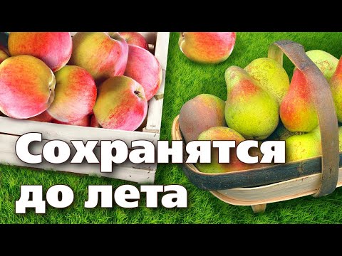 СЕКРЕТЫ ХРАНЕНИЯ ЯБЛОК И ГРУШ. Простые правила для лучшего хранения