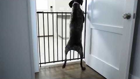 Dallas Video Production – Frozen Fire Films | Pet Product Video