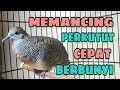 Suara memancing perkutut cepat bunyi ~ perkutut CROSING dan LOKAL