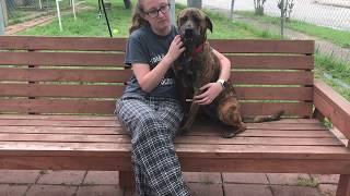 Dixie 22 - Humane Society Of Dallas County