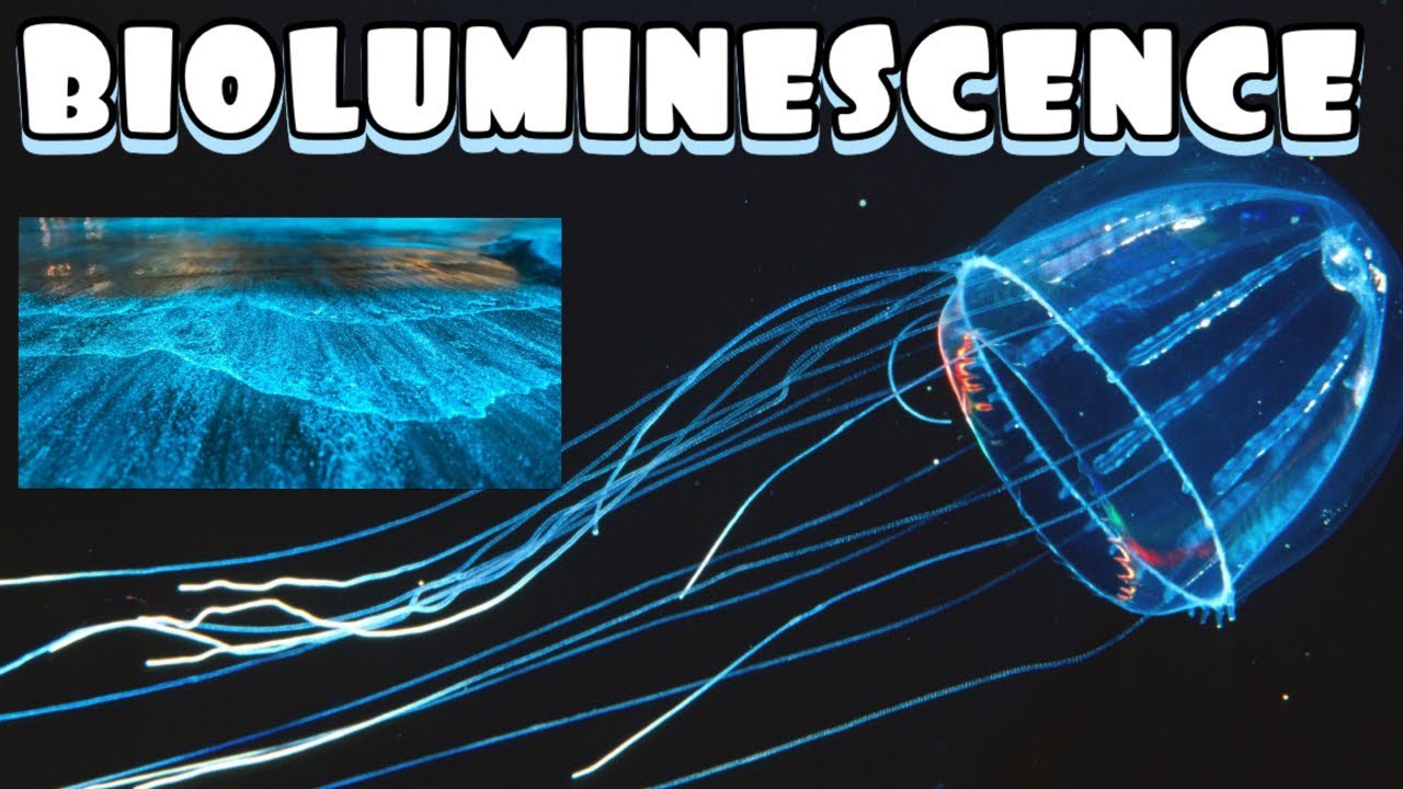 What Causes Bioluminescence Youtube 