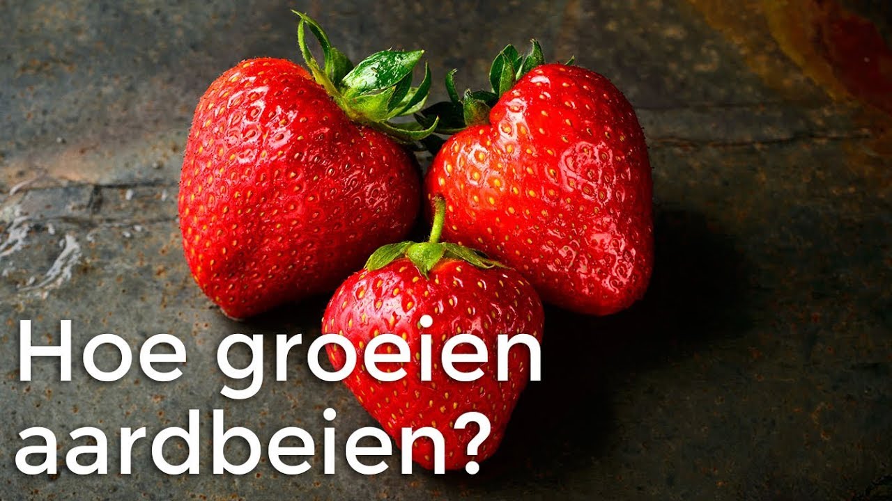 Hoe groeien aardbeien