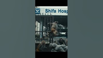 #ai #monkey #google #veo3 #gemini #chatgpt #funny #monkeyvlogs #fypシ゚viral #fake