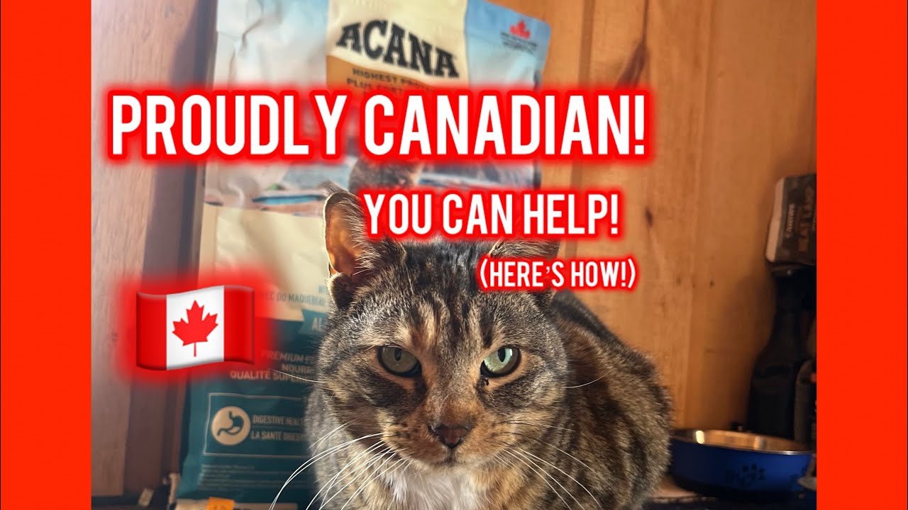 quality-canadian-cat-food-let-s-put-our-money-where-our-heart-is