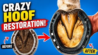 CRAZY HOOF RESTORATION!