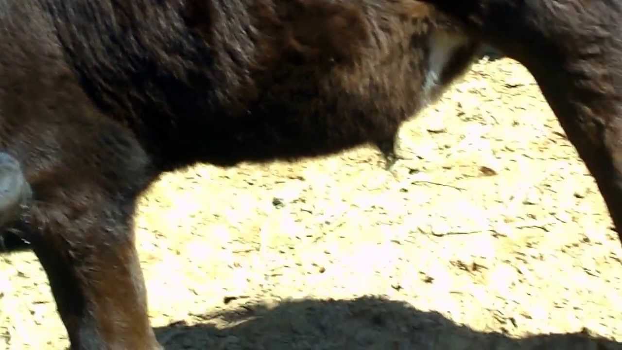 зоопарк ярославский - YouTube