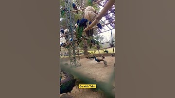 Thumbnail of Peacocks showing off their beautiful plumage. #peacock #feathers #nature
