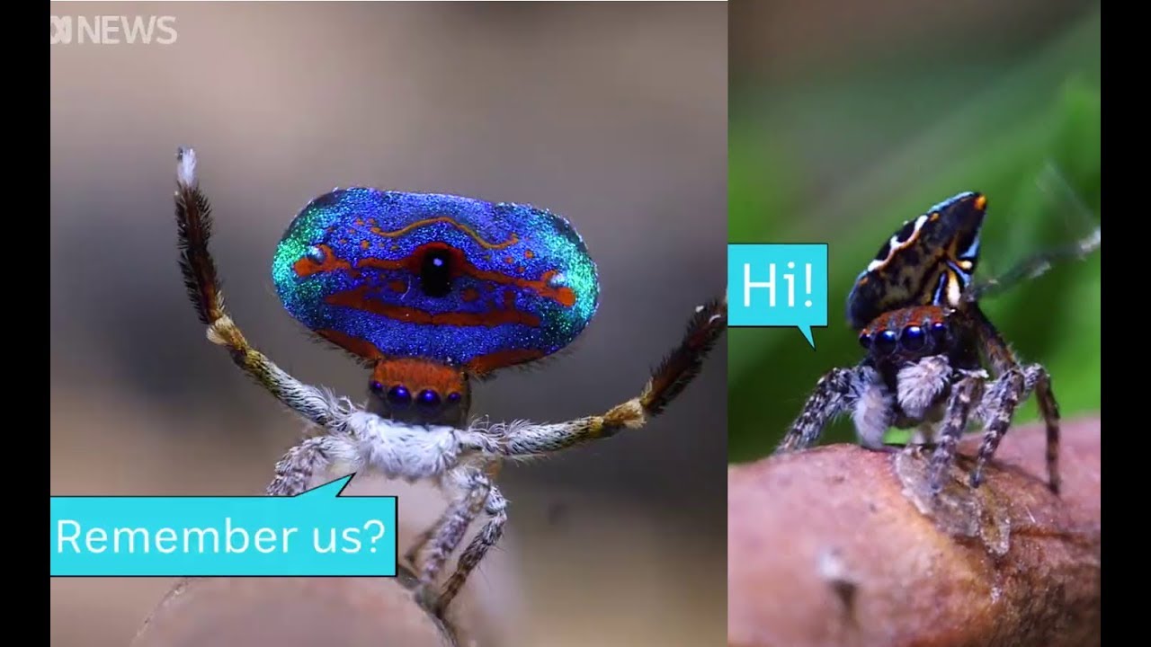 video phone beyonce mp3 Australian Peacock Spiders - ABC News