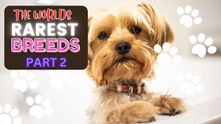 THE WORLDS RAREST BREEDS: PART 2