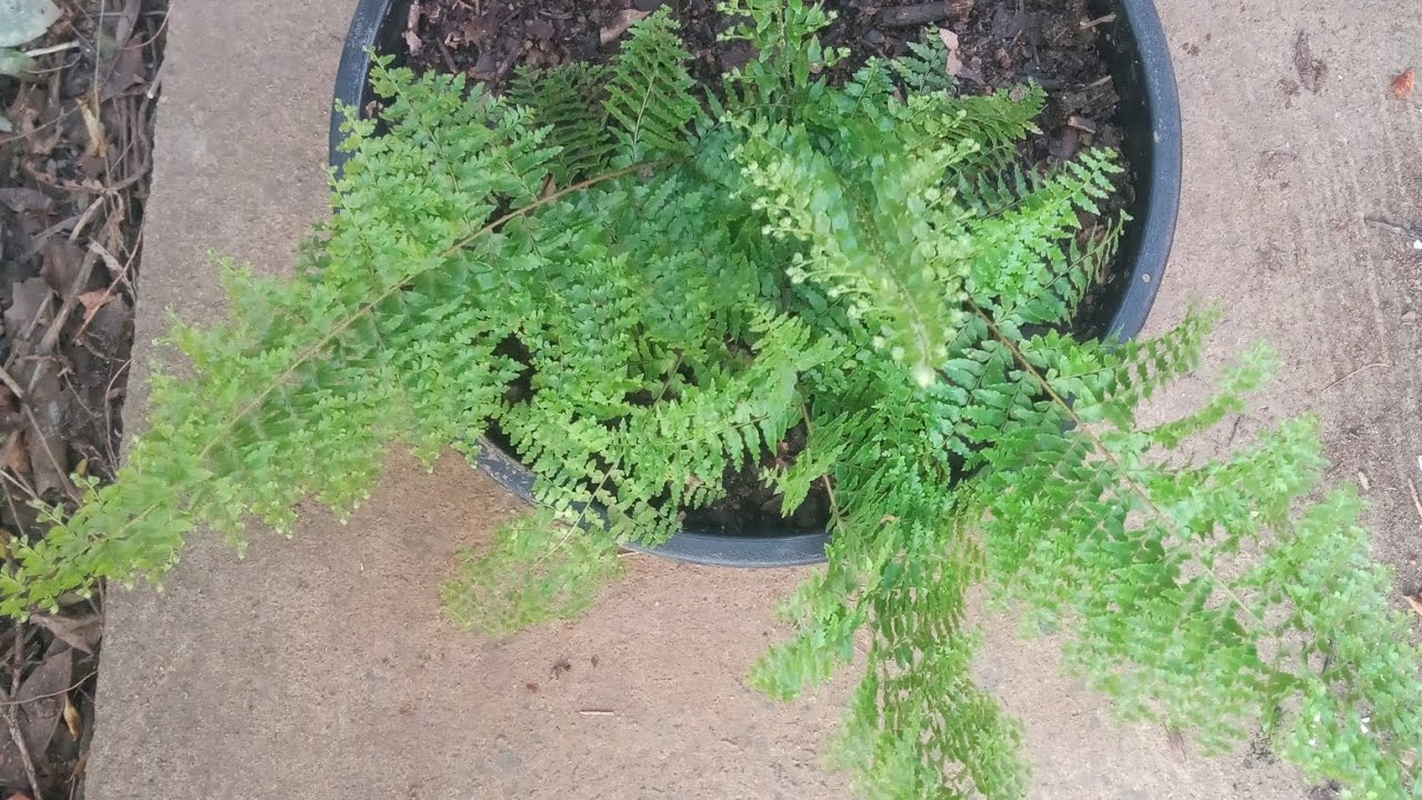 @ocanaldacasacasinha . como transplantar samambaia havaiana. parte 1