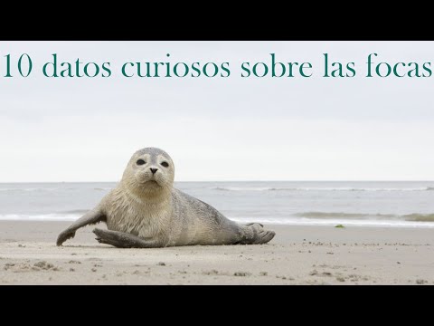 Vídeo: Què és una latrina de fossa de foca d’aigua?