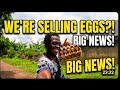 We Have Started To Sell Eggs