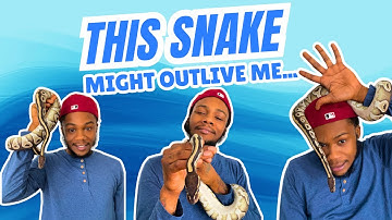 5 Reasons Ball Pythons Might Be the Perfect Pet