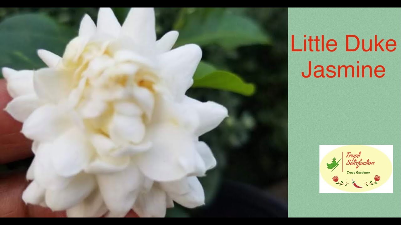 Little Duke | Grank Duke Family | Jasmine Variety | Fast Growing | USA | English Subs
