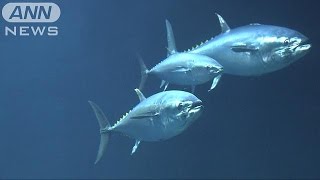 全滅の危機　159匹が大量死で「マグロあと3匹」(15/01/26)