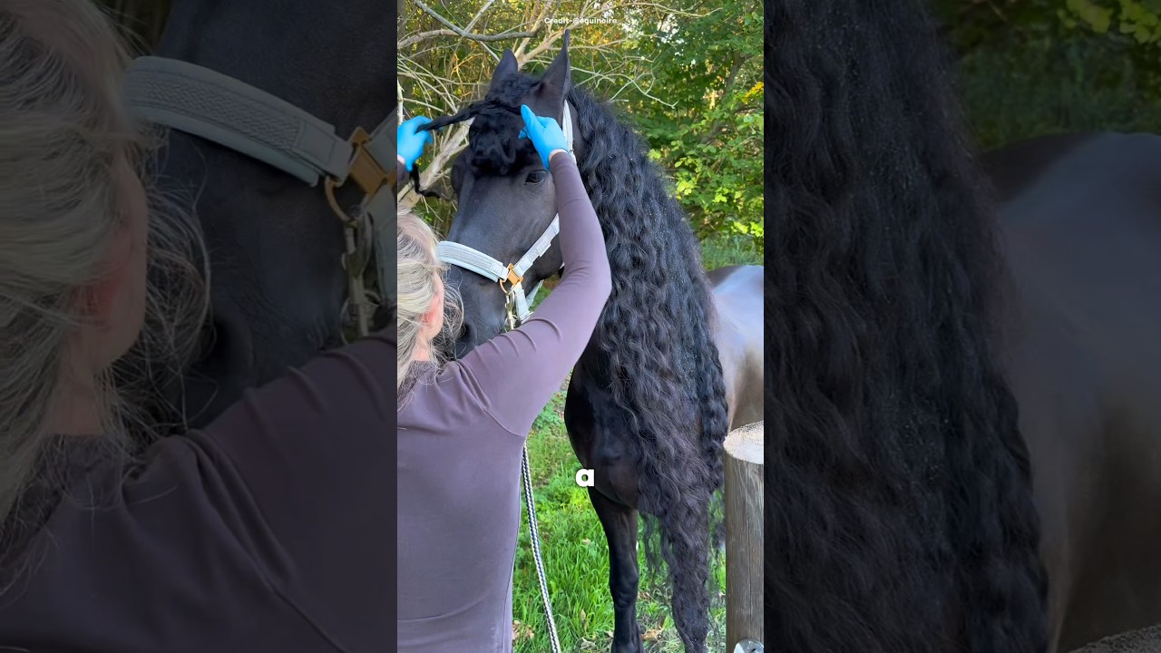 The Only Horse With Hair Like a Fairy Tale