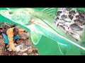 amazing daily life fishing catch clean and roasted after the rain