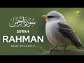 Experience the beauty of surah rahman    noor