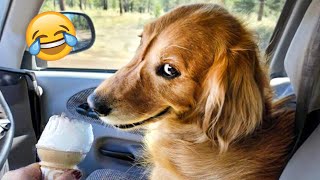 Funny Animal Videos 2023 😹 - Funniest Dogs and Cats Videos 😻 #58