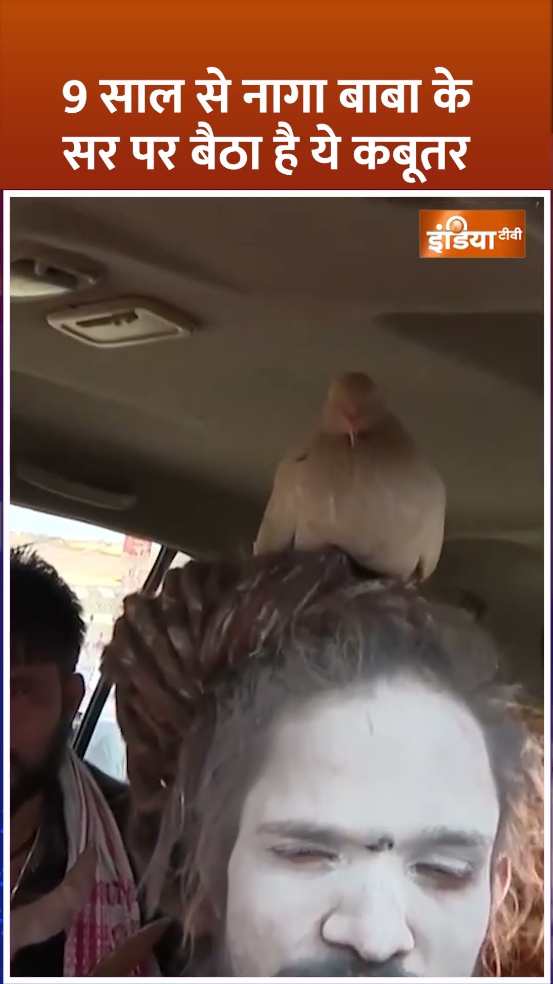9 साल से नागा बाबा के सर पर बैठा है ये कबूतर..VIDEO VIRAL #mahakumbh2025 #kumbhmela #shorts