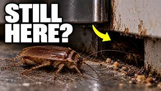 5 Roach Mistakes That Keep Them Coming Back (Here's Why)