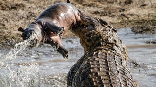 Crazy Crocodile Hunts In The RiverㅣCrocodile AttacksㅣDangerous Wild Animal