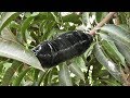 Air Layering Fruit Trees  Best Method make new plants for garden ( mango tree )