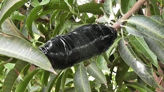 Air Layering Fruit Trees  Best Method make new plants for garden ( mango tree )