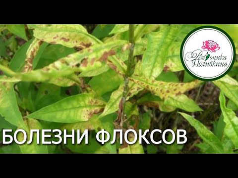 БОЛЕЗНИ ФЛОКСОВ И ИХ ЛЕЧЕНИЕ