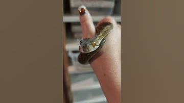 Super Dwarf Retic @ReachOutReptiles #reticfest2022