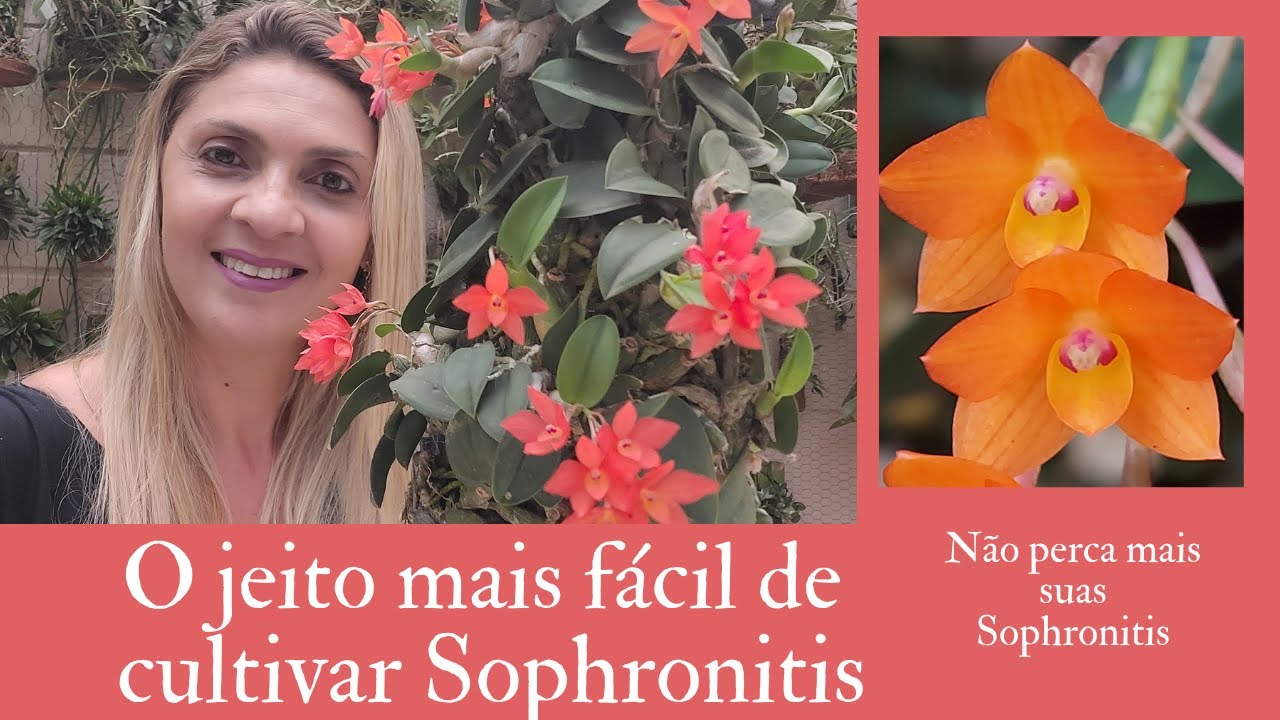 Sophronitis! O jeito mais fácil de cultivar essa orquídea. Não perca mais suas Sophronitis!