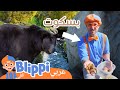 بليبي في حديقة الحيوانات | 🐻بليبي بالعربي - Blippi at the Zoo - Feeding the Animals