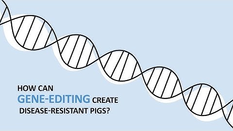 How Gene-Editing Can Create Disease Resistant Pigs