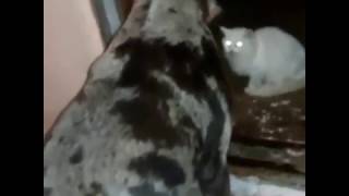 Ты не Пройдешь! (You shall not pass!) Ты не Пройдешь! (You shall not pass!)