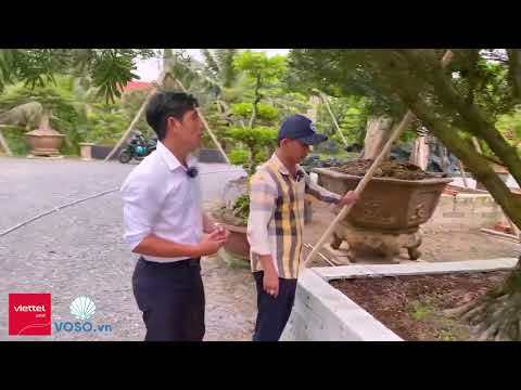 Video Ghé Thăm Vườn Kiểng Tina Hân - Phường Phú Tân - Bến Tre - youtube
