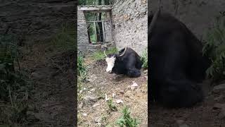 #yak #himalayas #wildlife #cute #ExploreNature #mountainanimals #Animallovers #naturephotography