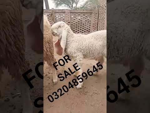 Ƙajla Beauty 2025 2026 Ge 2Months Demand Inbox ShortsVideo Youtube Ahmed Goats Farm