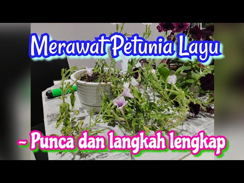 Video: Menyelesaikan Masalah Masalah Layu Petunia: Cara Mencegah Layu Petunia