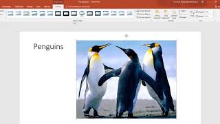 Microsoft PowerPoint 2016 - Adding Effects to Images