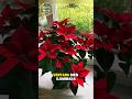 cuidados para la flor de navidad