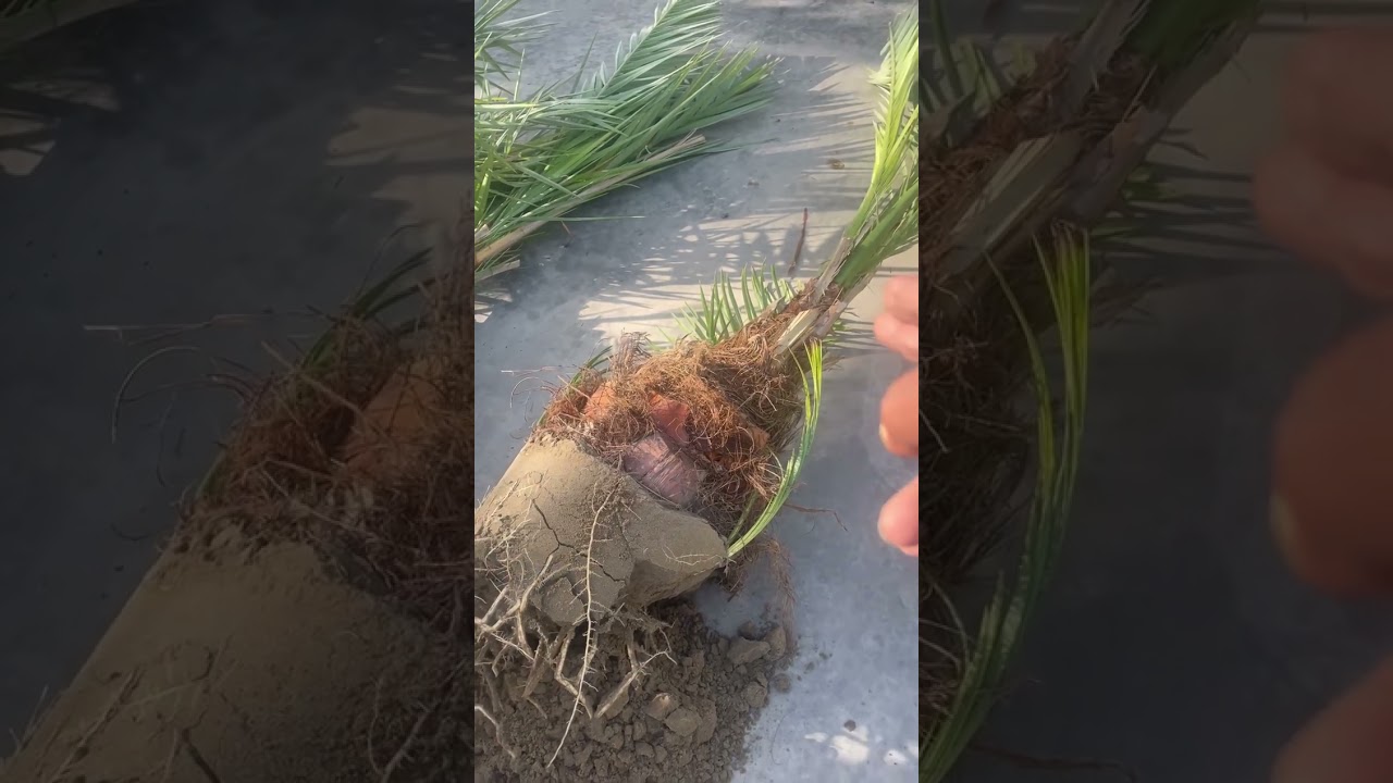 انواع الفسائل المجذر البرحي والمجهول