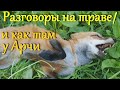 Алиса лиса. Разговоры на траве и как дела у Арчи.