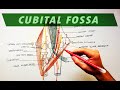 Cubital Fossa | Borders & Contents | Anatomy Tutorial