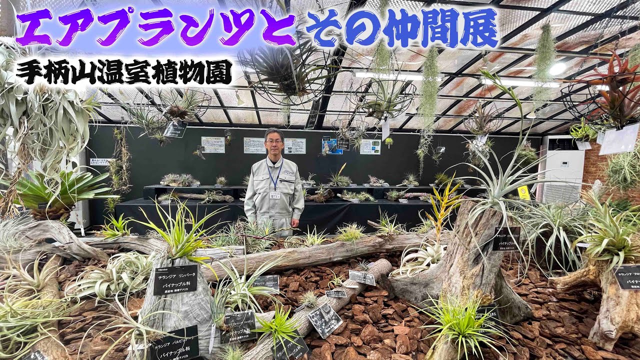 【手柄山温室植物園】インテリアとして人気のエアプランツが約50種150点展示【tillandsia】