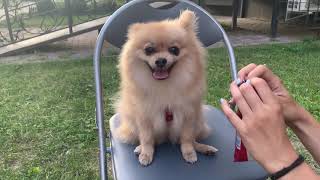 Pomeranian spitz tastes ice cream screenshot 2