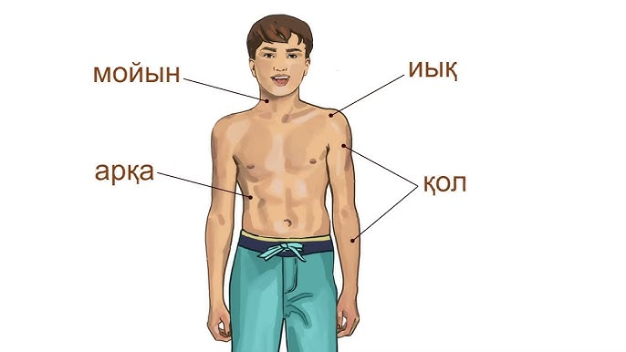 Тілдегі мүше