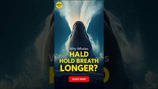 Why Can Whales Hold Breath So Long? #whales #ocean #marinelife
