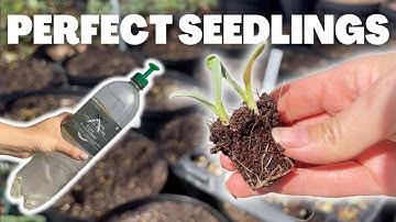 This Seed Starting Method Will Change Everything!